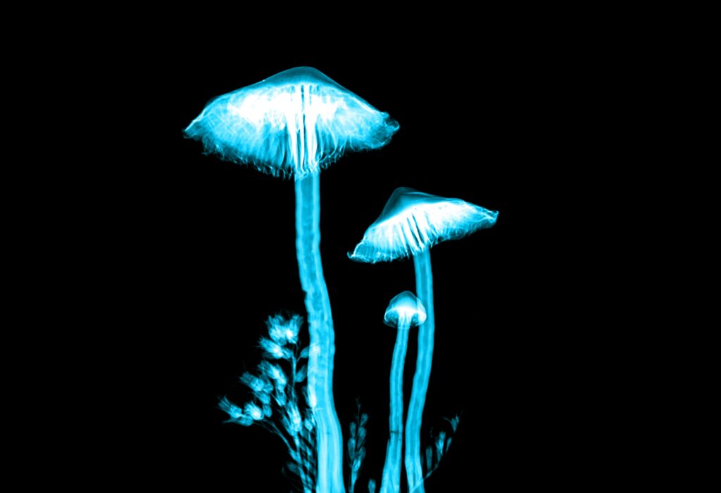 Scientific visualization of tryptamine chemistry and neuroscience research